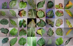 Plant Disease Classification
